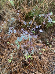 Euphorbia transtagana