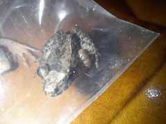 Leptodactylus fuscus