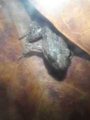 Leptodactylus fuscus