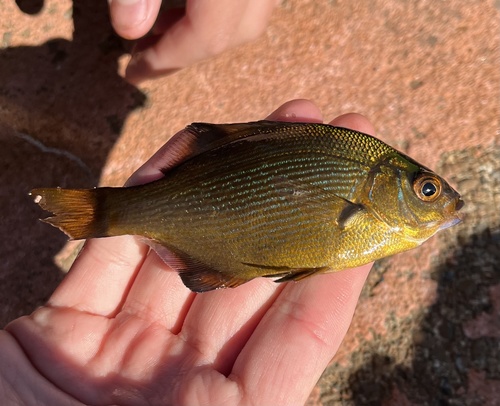 Blue seaperch (Embiotoca lateralis) — Embiotocidae — 3