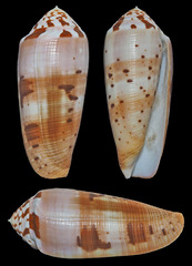 Conus circumcisus