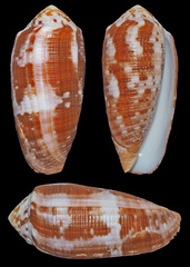 Conus circumcisus