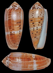Conus circumcisus