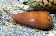 Conus circumcisus