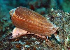 Conus circumcisus