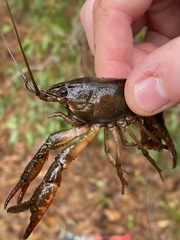 Procambarus troglodytes