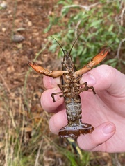 Procambarus troglodytes