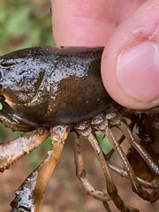 Procambarus troglodytes