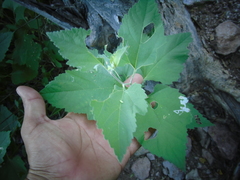 Ambrosia cordifolia