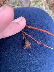 Rabdophaga salicisgnaphalioides