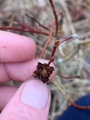 Rabdophaga salicisgnaphalioides