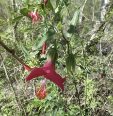 Hibiscus poeppigii