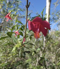 Hibiscus poeppigii