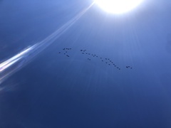 Zanda funerea funerea