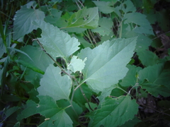 Ambrosia cordifolia