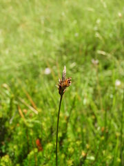 Carex macrolepis