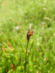 Carex macrolepis