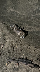 Ocypode occidentalis image