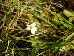 Pinguicula hirtiflora