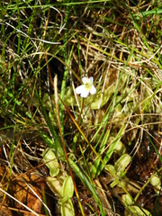 Pinguicula hirtiflora