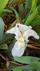 Iris albicans