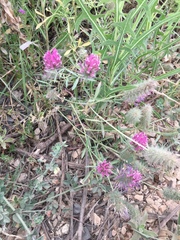 Trifolium purpureum