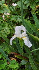 Iris albicans