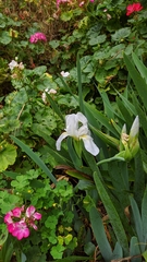 Iris albicans