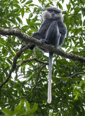 Purple-Faced Langur photo 2