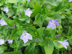 Vinca difformis