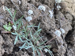 Lomatium piperi