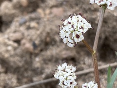 Lomatium piperi