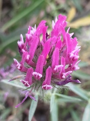 Trifolium purpureum