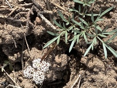 Lomatium piperi
