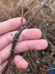 Rabdophaga salicistriticoides
