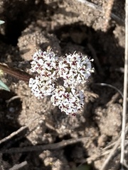 Lomatium piperi