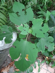 Broussonetia papyrifera