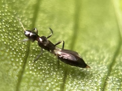 Franklinothrips vespiformis