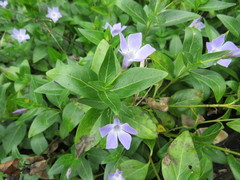 Vinca difformis