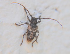 Aegomorphus circumflexus