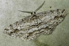 Didymoctenia exsuperata