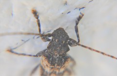 Aegomorphus circumflexus