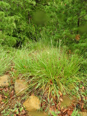 Carex macrolepis