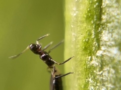 Franklinothrips vespiformis