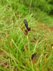 Carex macrolepis
