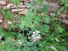 Fumaria bastardii