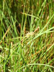 Carex castroviejoi