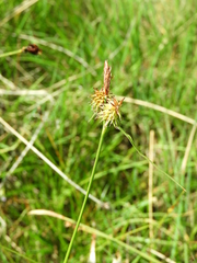 Carex castroviejoi