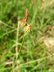 Carex castroviejoi