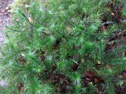 Image of Dendroligotrichum dendroides by (c) Fernanda Isidora Améstica Rojas, some rights reserved (CC BY)
